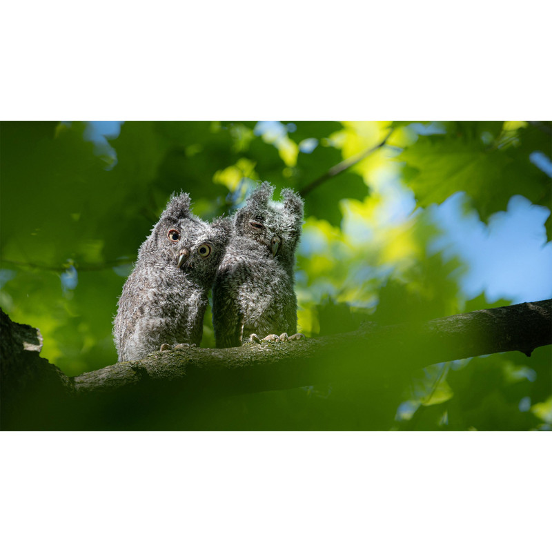تابلو شاسی طرح جغد و درخت مدل T7970