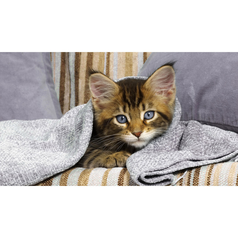 تابلو شاسی طرح گربه مدل T7964