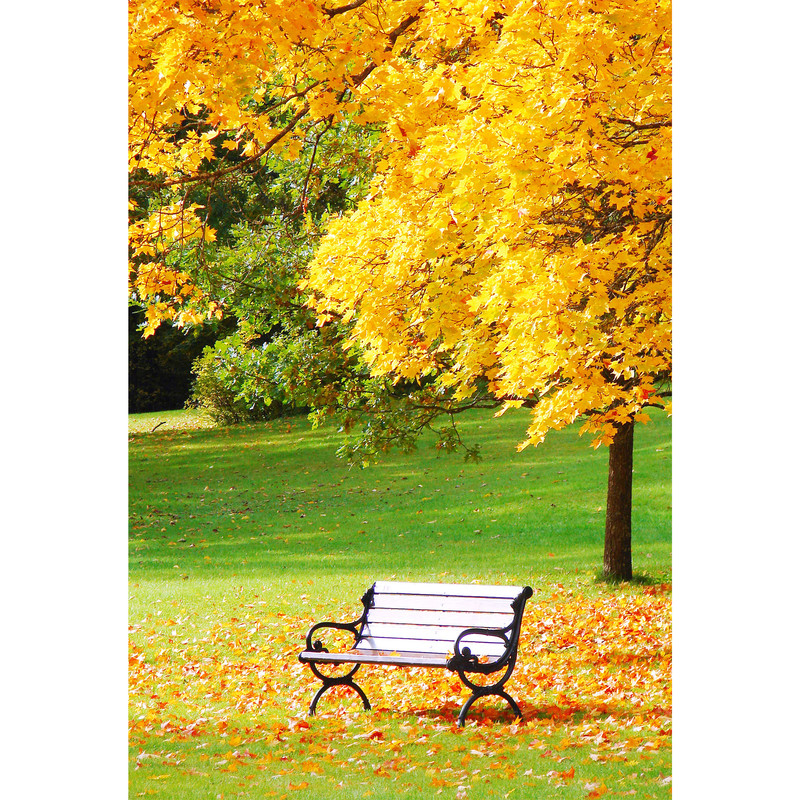 تابلو شاسی طرح منظره و صندلی و درخت مدل T6810