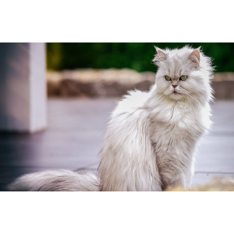 تابلو شاسی طرح گربه مدل T7688
