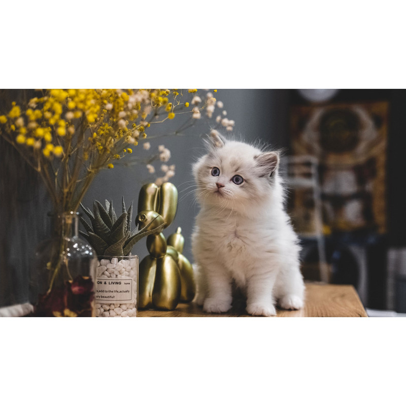 تابلو شاسی طرح گربه مدل T8089