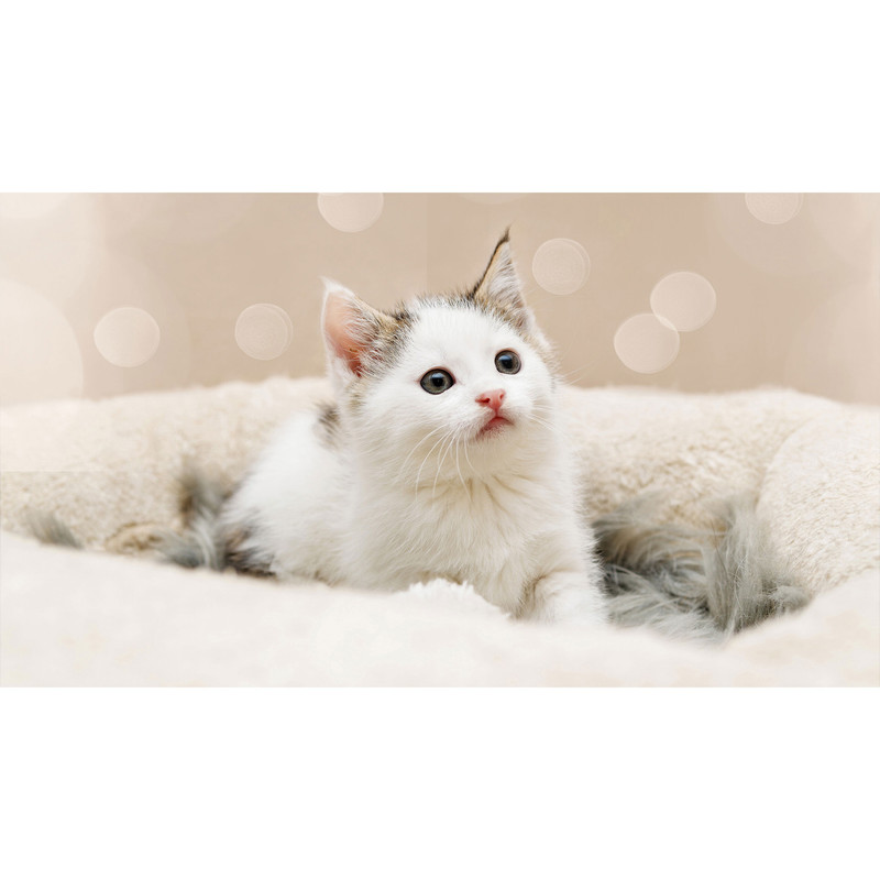 تابلو شاسی طرح گربه مدل T7741