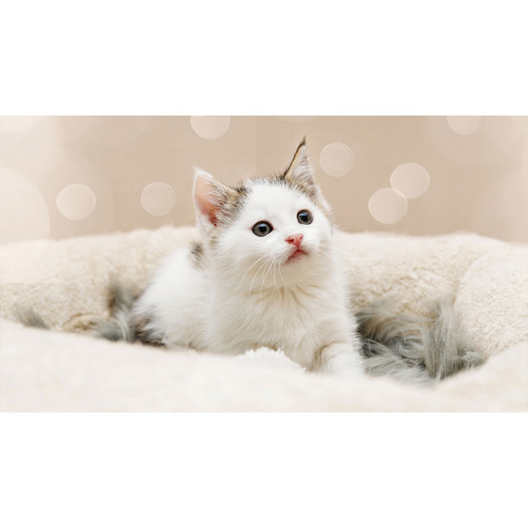 تابلو شاسی طرح گربه مدل T7741