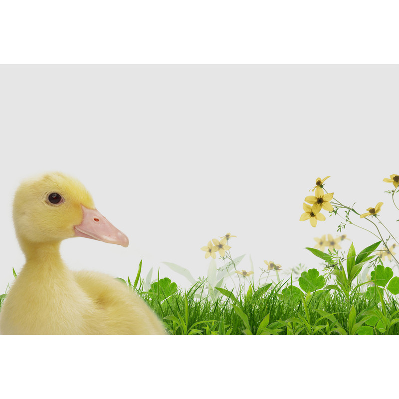 تابلو شاسی طرح چمن و گل و اردک مدل T2233