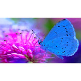 تابلو شاسی طرح پروانه و گل مدل T8069