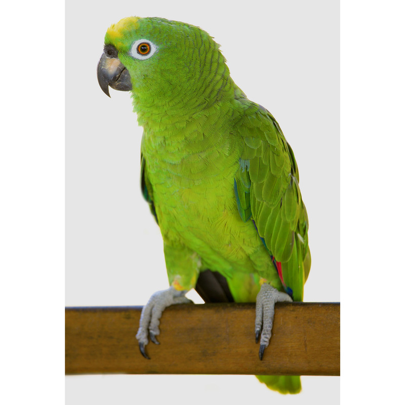 تابلو شاسی مدل طوطی T5895