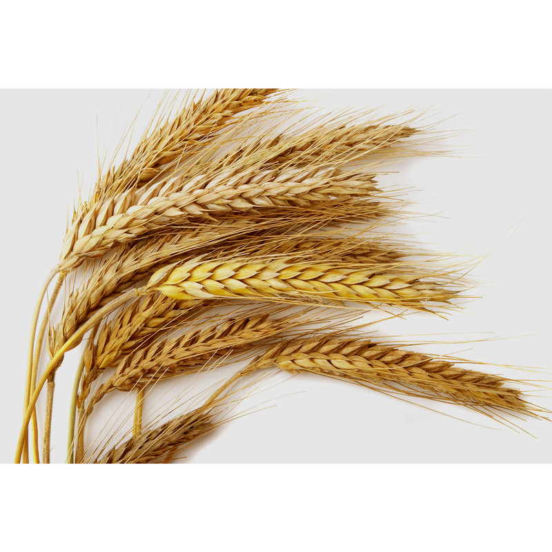 تابلو شاسی مدل خوشه گندم T7029