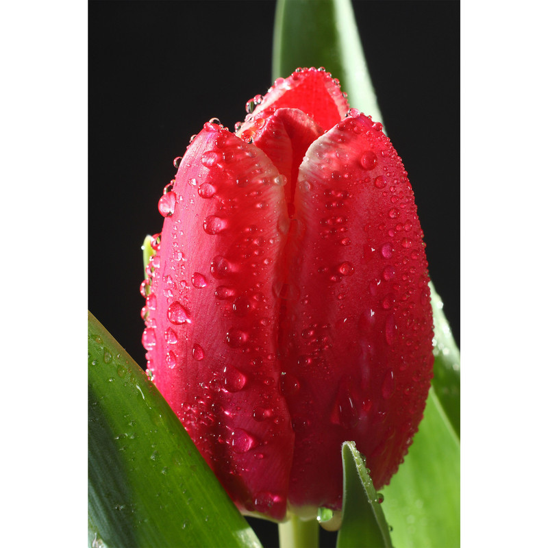 تابلو شاسی طرح گل لاله مدل T6797
